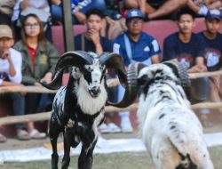 Gelaran Adu Domba Walikota Bandung Cup 2024, Budaya dan Ekonomi Lokal Makin Menggeliat