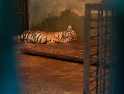 Anak Harimau di Kebun Binatang Bandung Mati Akibat Virus, Satu Lagi Berangsur Membaik
