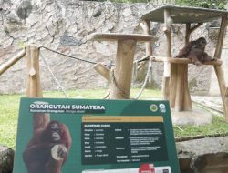 Lebih dari Wisata, Kebun Binatang Bandung Simbol Budaya Jawa Barat
